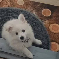 سگ میکس تربیت شده|سگ|اسلام‌شهر, شهرک قائمیه|دیوار