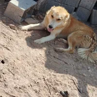 سگ گلهای|سگ|نیریز, |دیوار