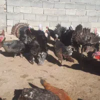 فروش بوقلمون|حیوانات مزرعه|کشاورز, |دیوار