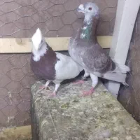 کفتر|پرنده|سبزوار, قلعه‌نو دهزار|دیوار
