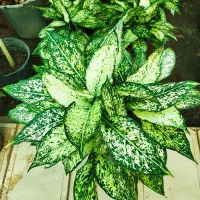 اگلونما برفی ،گل وگیاه آپارتمانی