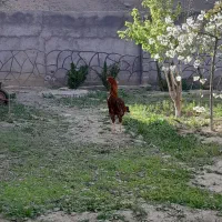 مرغ و خروس لاری
