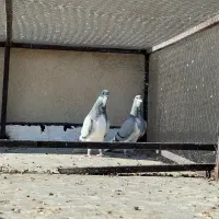 شهری سبز و قهوه ای