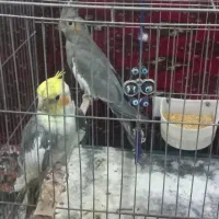 عروس هلندی