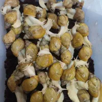 مولد های شیطون