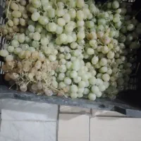 انگور دیم