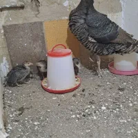 جوجه بوقلمون