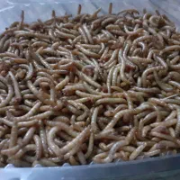 کرم پروتئینی میلورم