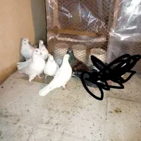 کبوتر ۶ تا یکجایی