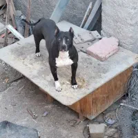 سگ نروماده پیت بول