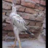 لاری|حیوانات مزرعه|اهر, |دیوار