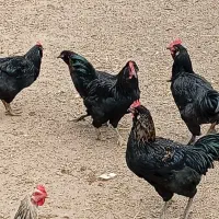 خروس مرندی سیاه|حیوانات مزرعه|جعفرآباد, |دیوار