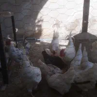 تخم مرغ گلین فول کیفیت|حیوانات مزرعه|شیراز, راهنمایی|دیوار