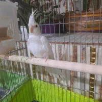 جوجه عروس هلندی|پرنده|شهریار, شهریار|دیوار