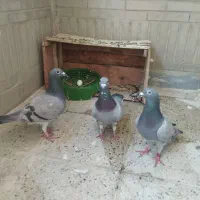 کبوتر