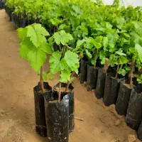 فروش نهال تضمینی