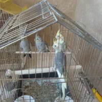 عروس هلندی