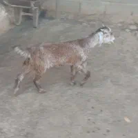 یه دونه کهره ماده|حیوانات مزرعه|داراب, |دیوار