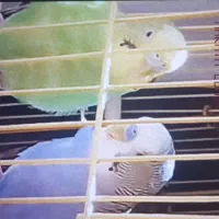 جفت مرغ عشق کار داده قیمت توافقی است