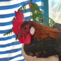 خروس محلی زینتی  جوان و تازه بالغ شده