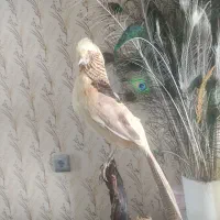 مجسمه پرنده زیبا|صنایع دستی و سایر لوازم تزئینی|مشهد, ایثارگران|دیوار