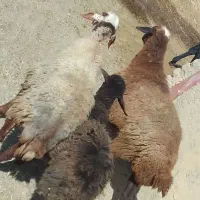 میش بره جوان