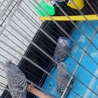 مرغ عشق