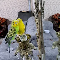 جفت مرغ عشق