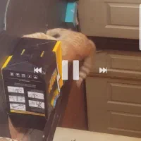 گربه ی توپولی زرد تو اطراف خ صدوقی و اینا کم|حیوانات|ارومیه, |دیوار