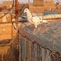 کبوتر پرشی سار