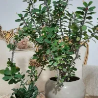 گل طبیعی.دیفن.سانسوریا|گل و گیاه طبیعی|کامیاران, |دیوار