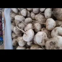 شلغم سربیشه