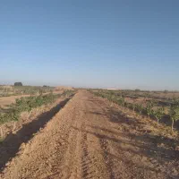 باغ پسته|فروش دفتر صنعتی، کشاورزی، تجاری|کویرات, |دیوار