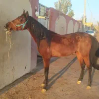 اسب ارزان و قیمت مناسب