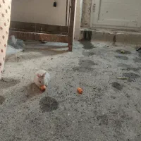 خرگوش ناناز