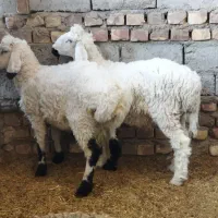 بره نر|حیوانات مزرعه|زابل, |دیوار