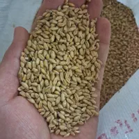 گندم مهرگان درجه یک