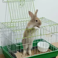 خرگوش