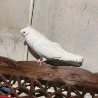 کبوتر نوک قنار|پرنده|الوند, |دیوار