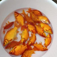 ماهی قرمز|ماهی|سنگر, |دیوار