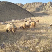 ۵۱ راس میش وبره مال داشتی و مالچه همه شیشکی