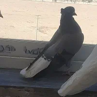 دوتا کفتر ماده  اصفهانی و رنگی