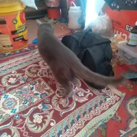 گربه خانگی|گربه|خوی, |دیوار