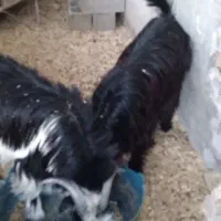 کرع|حیوانات مزرعه|باغ ملک, |دیوار