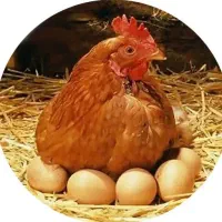 گله مرغ و تخم مرغ