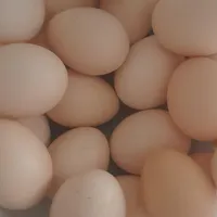 تخم مرغ محلی تازه