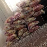 بالشت و تشک الیاف درجه یک