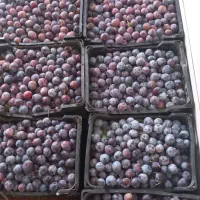 آلو حاج حسنی و رسمی