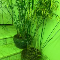 گل مرداب با گلدان