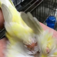 قناری نر بخوان|پرنده|اردبیل, |دیوار